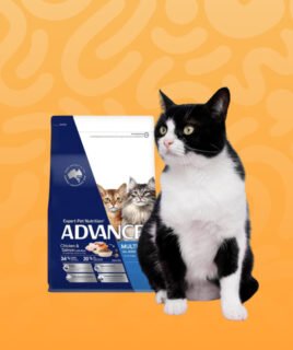 pet cat food