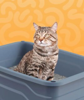 pet cat litter