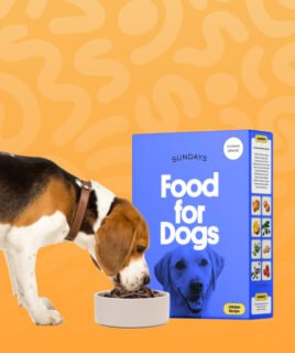pet dog food