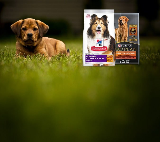 pt banner dog 5 opt
