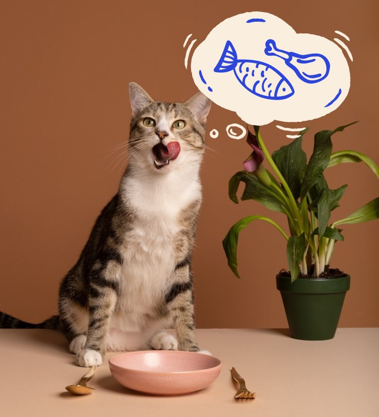 pt cat eat frash food